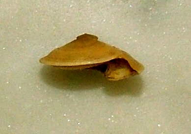 Basisulcata lepida